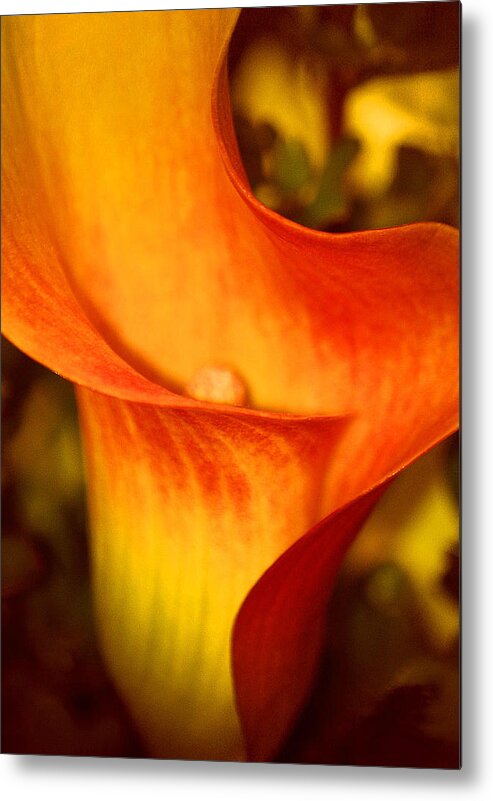 Lilies Metal Print featuring the photograph A Gift From Above by The Art Of Marilyn Ridoutt-Greene