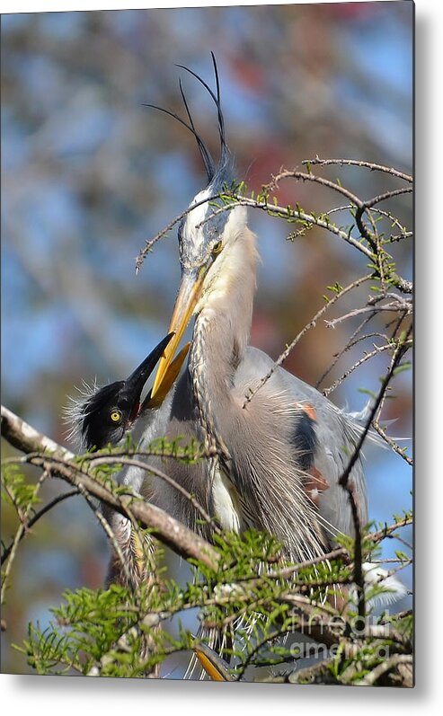 Heron Metal Print featuring the photograph A Special Moment by Kathy Baccari