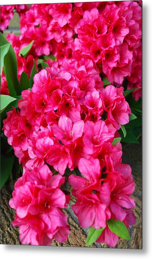 Azalea Metal Print featuring the photograph A Touch of Spring by Joseph Desiderio