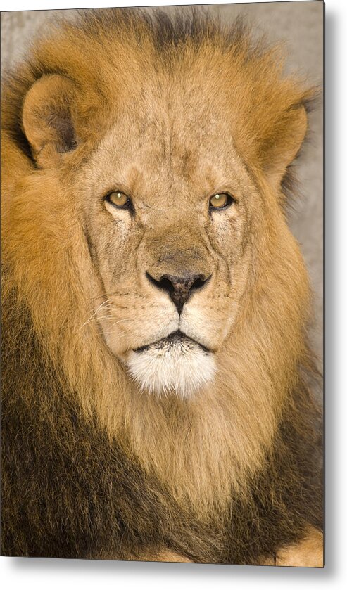 535768 Metal Print featuring the photograph African Lion by Steve Gettle