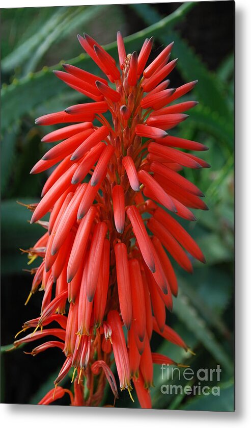 Aloe Metal Print featuring the photograph Aloe Ciliaris Flower by Luis Alvarenga