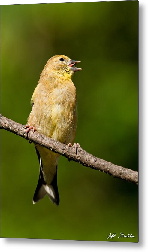 American Goldfinch Metal Print featuring the photograph American Goldfinch Singing by Jeff Goulden