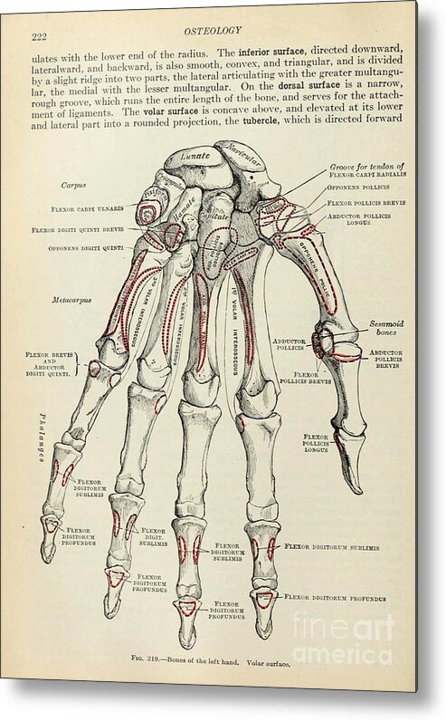 Anatomy Metal Print featuring the painting Anatomy human body old anatomical 77 by Boon Mee