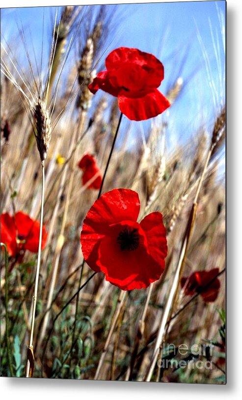 Flowers Metal Print featuring the photograph And Then They Mowed a Tuscan Field by Anna Lisa Yoder