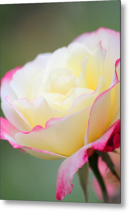 Rose Art Metal Print featuring the photograph Angel of Roses by The Art Of Marilyn Ridoutt-Greene