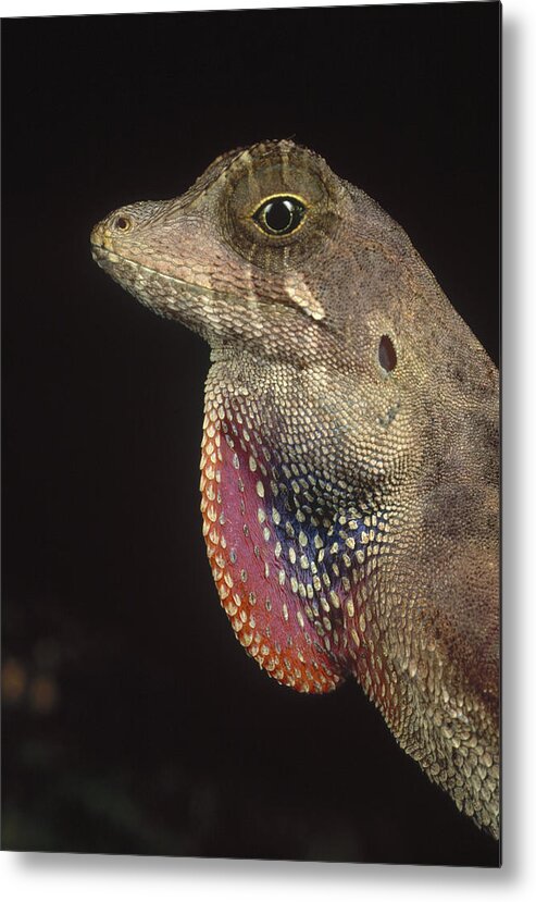 Feb0514 Metal Print featuring the photograph Anolis Lizard Portrait Peru by Mark Moffett