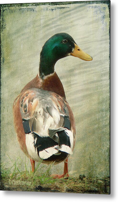 Duck Metal Print featuring the photograph Another duck ... by Chris Armytage