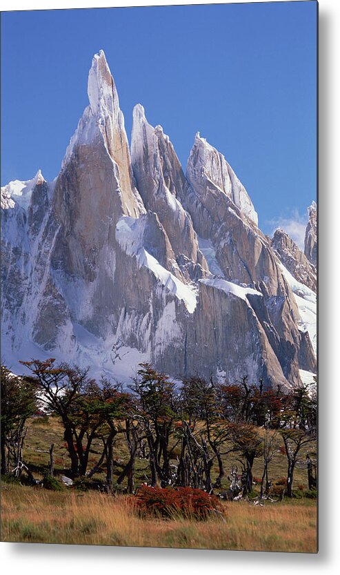 00260485 Metal Print featuring the photograph Antarctic Beeches at Cerro Torre by Colin Monteath