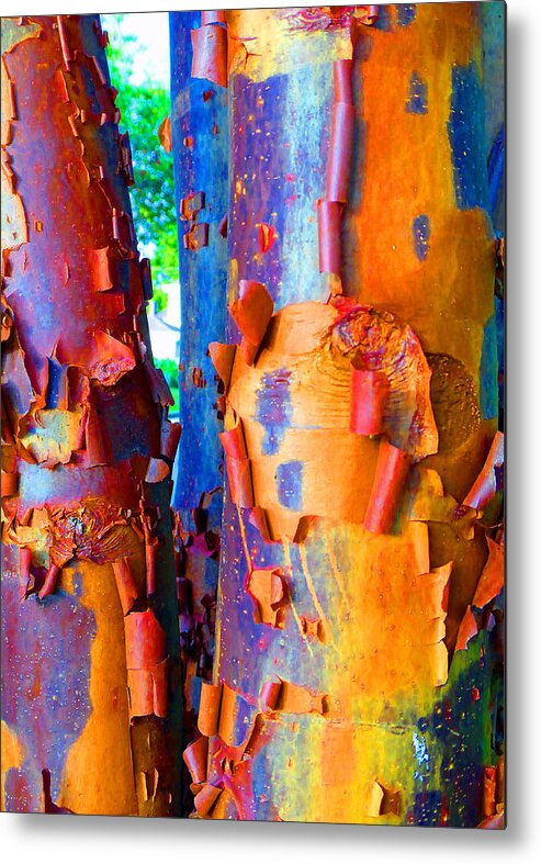 Arbutus Tree Metal Print featuring the photograph Arbutus Tree Summer by Laurie Tsemak
