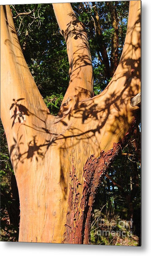  Metal Print featuring the photograph Arbutus - Shadows from Above by Sharron Cuthbertson
