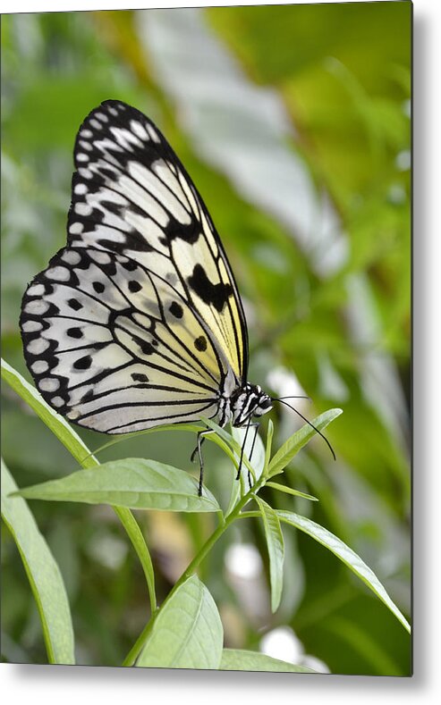 Rice-paper Butterfly Metal Print featuring the photograph At rest by Spikey Mouse Photography