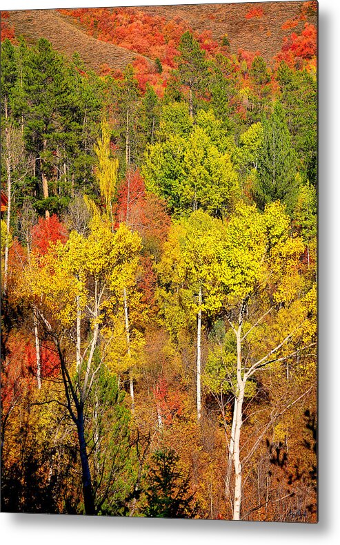 Autumn Metal Print featuring the photograph Autumn Splendor by Greg Norrell