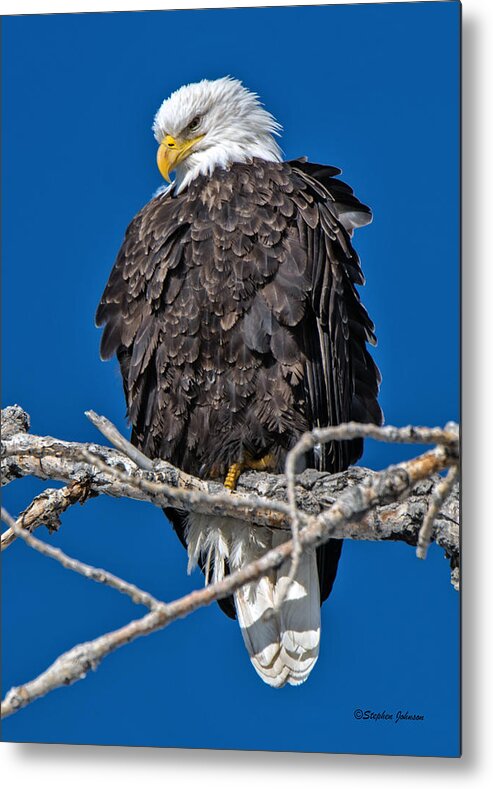 Bald Eagle Metal Print featuring the photograph Bald Eagle at Cherry Creek State Park by Stephen Johnson