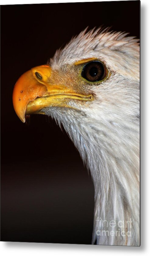 Bald Eagle Metal Print featuring the photograph Bald Eagle by John Greco