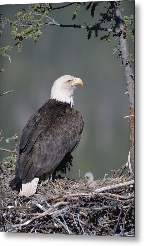 Feb0514 Metal Print featuring the photograph Bald Eagle On Nest With Chick Alaska by Michael Quinton