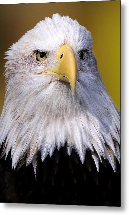  Metal Print featuring the photograph Bald Eagle portrait by Bill Dodsworth