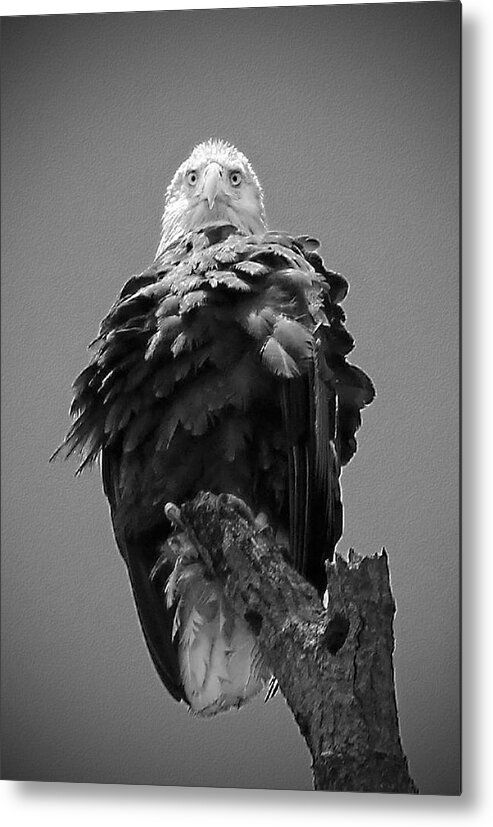 Bald Metal Print featuring the photograph Bald Eagle Stare B W by Jemmy Archer