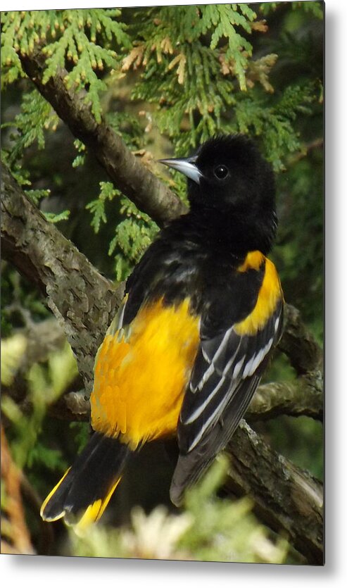 Bird Metal Print featuring the photograph Baltimore Oriole heres looking atcha by Brenda Brown