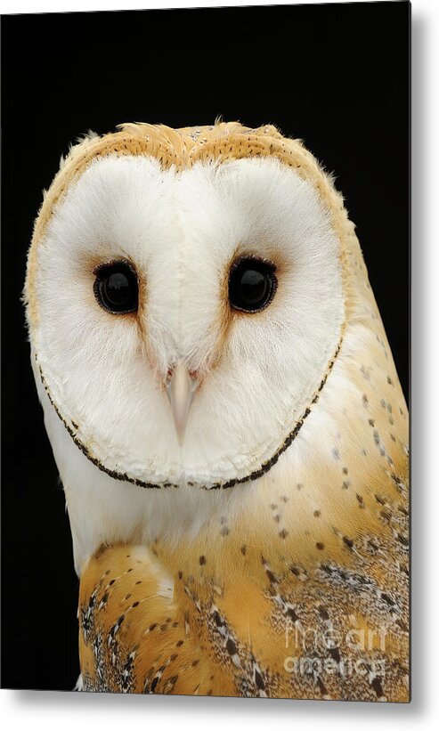 Barn Owl Metal Print featuring the photograph Barn Owl by Malcolm Schuyl FLPA