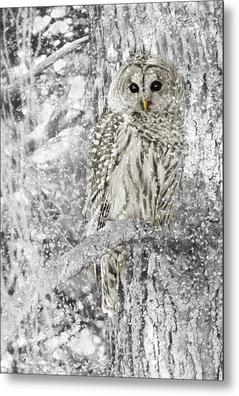 Owl Metal Print featuring the photograph Barred Owl Snowy Day in the Forest by Jennie Marie Schell