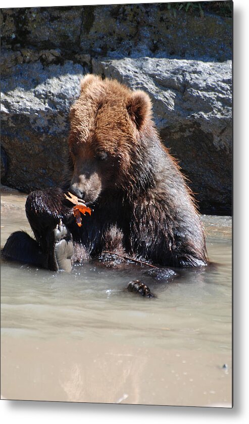 Bear Metal Print featuring the photograph Bear Cub by DejaVu Designs