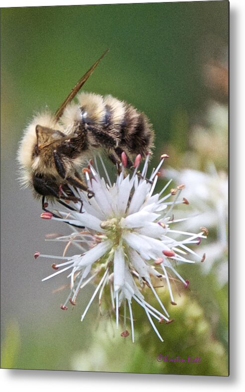 Bees Metal Print featuring the photograph Culvers Root and the Bee by Kristin Hatt