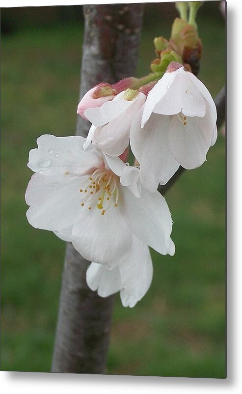 Flowers Metal Print featuring the digital art Bell Blossoms by Wide Awake Arts