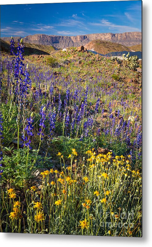 America Metal Print featuring the photograph Big Bend Flowers by Inge Johnsson