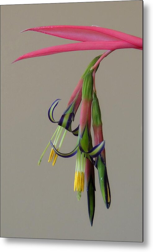 Bromeliad Flower Metal Print featuring the photograph Bilbergia Nutans Study by Denise Clark