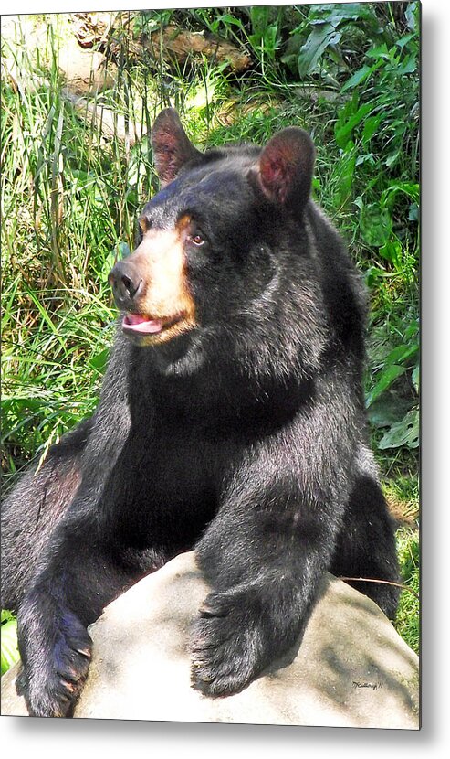 Duane Mccullough Metal Print featuring the photograph Black Bear by Duane McCullough