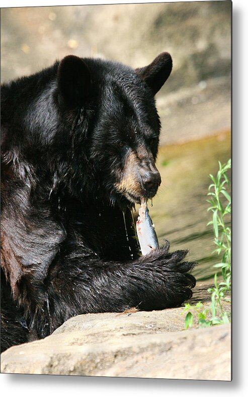 Nature Metal Print featuring the photograph Black Bear Fish Catch by Angela Rath