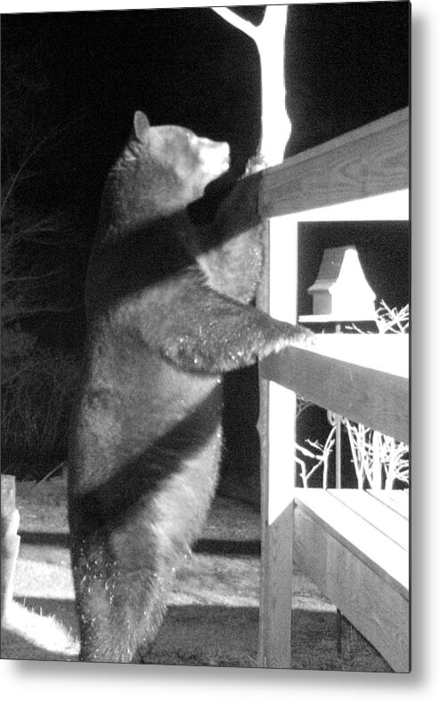 Bear Metal Print featuring the photograph Black Bear by Mim White