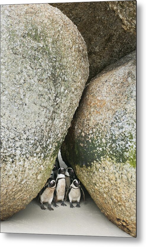 Feb0514 Metal Print featuring the photograph Black-footed Penguins Boulders Beach by Kevin Schafer