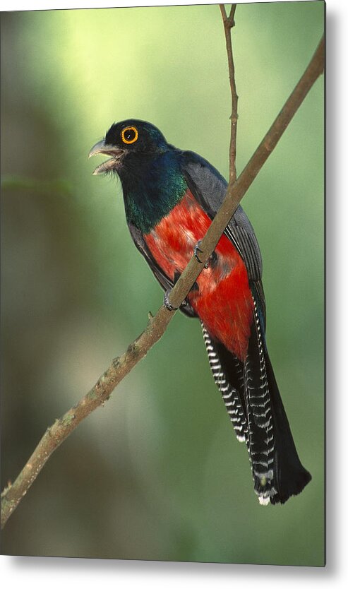 00216387 Metal Print featuring the photograph Blue-crowned Trogon Peru by Pete Oxford