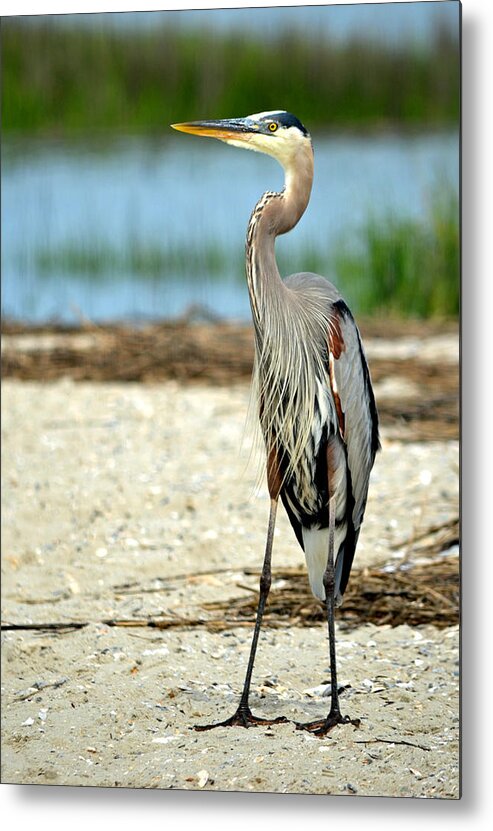 Blue Heron Metal Print featuring the photograph Blue Heron Portrait by Sandi OReilly