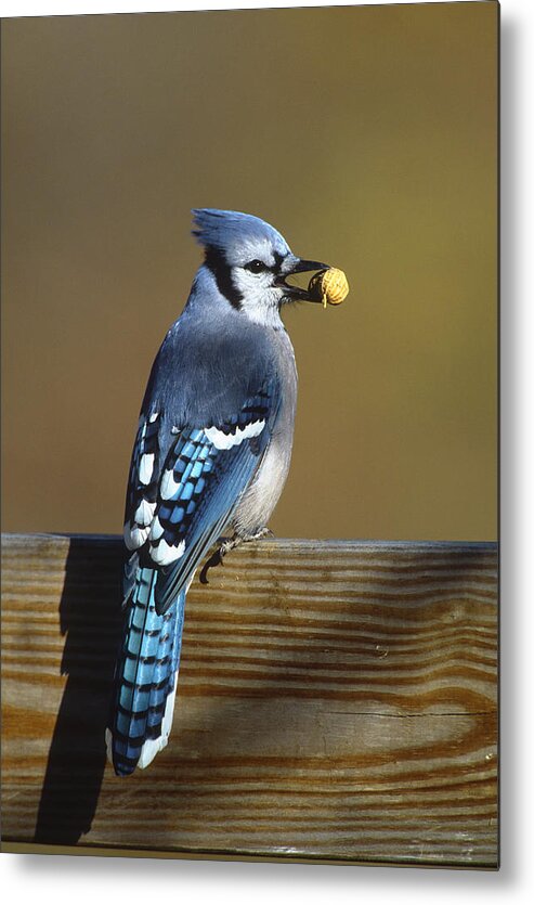 Feb0514 Metal Print featuring the photograph Blue Jay Carrying Peanut Long Island by Tom Vezo