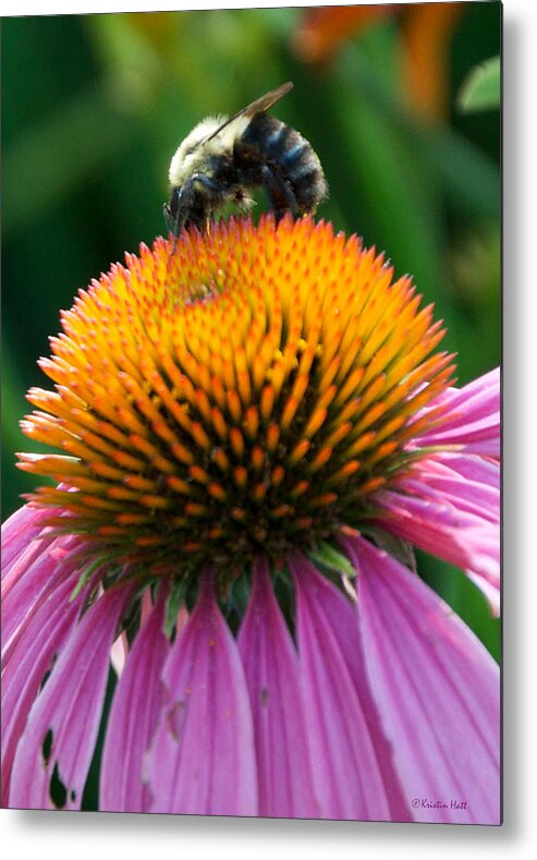 Bee Metal Print featuring the photograph Blue Striped Bee by Kristin Hatt