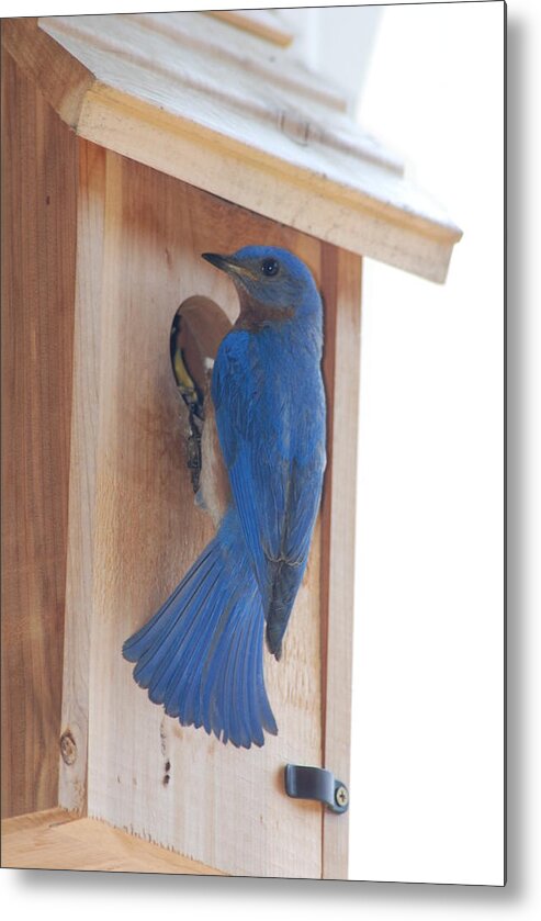 Bird Metal Print featuring the photograph Bluebird of Happiness by Kenny Glover
