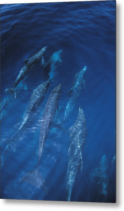 Feb0514 Metal Print featuring the photograph Bottlenose Dolphins Galapagos Islands by Flip Nicklin