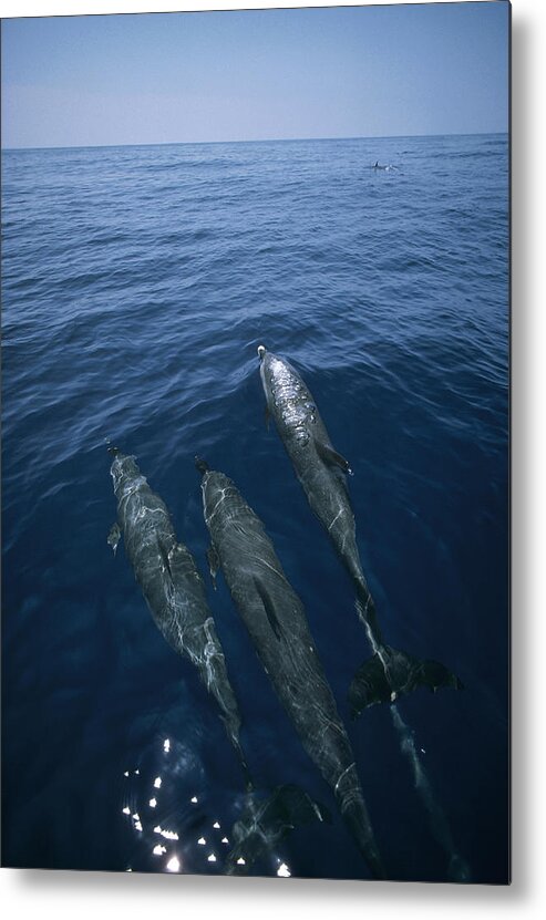Feb0514 Metal Print featuring the photograph Bottlenose Dolphins Surfacing Shark Bay by Flip Nicklin