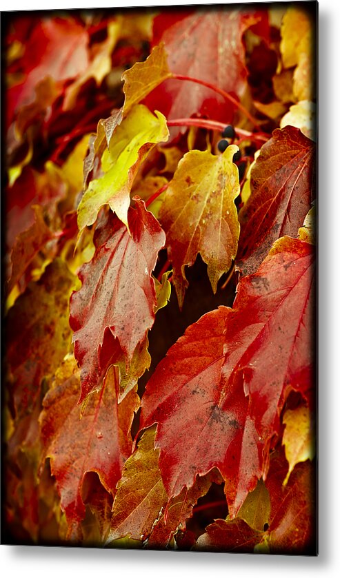 Autumn Metal Print featuring the photograph Brightest Before the Fall by Christi Kraft