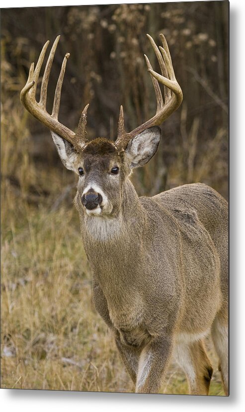Antlers Metal Print featuring the photograph Buck Approaching by Larry Bohlin