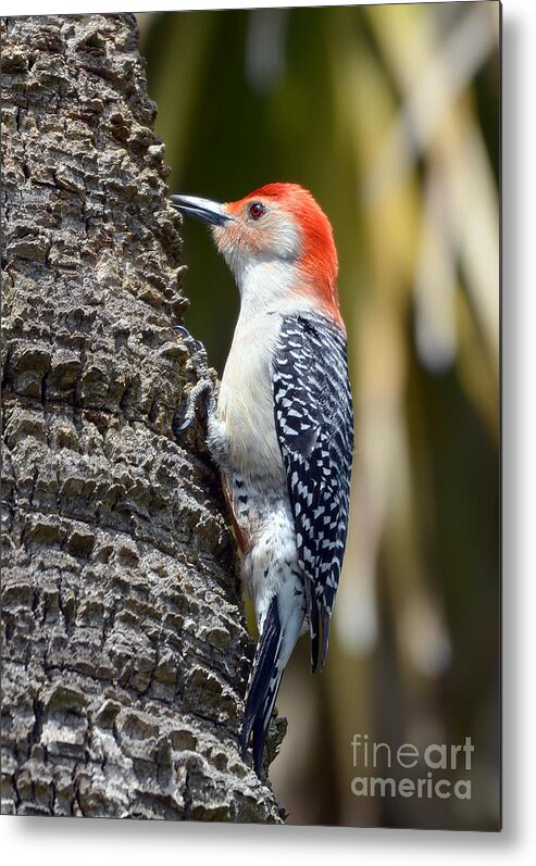 Woodpecker Metal Print featuring the photograph Building A Home by Kathy Baccari