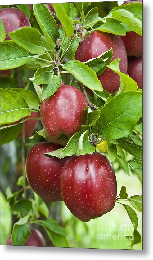 Apple Metal Print featuring the photograph Bunch of Red Apples by Anthony Sacco