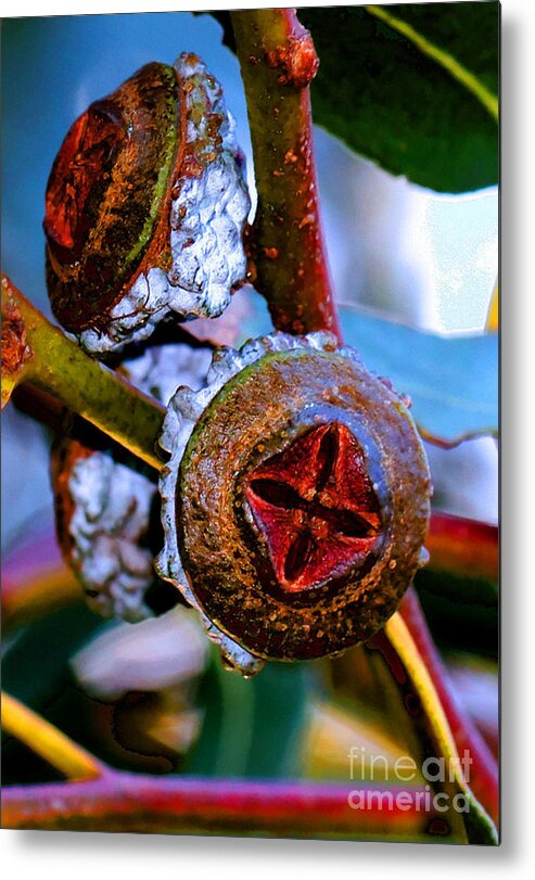 Trees Metal Print featuring the photograph Pacific Northwest Washington Button Seed Pod by Tap On Photo