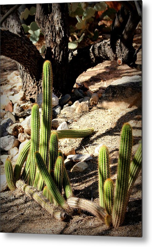 Tucson Metal Print featuring the photograph Cacti Light and Shadows by Aaron Burrows