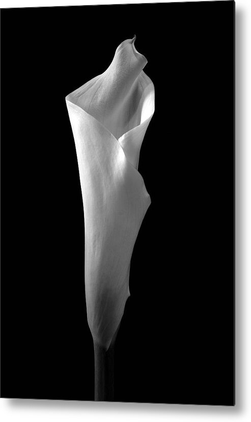 Cala Lilly Metal Print featuring the photograph Cala Lilly 2 by Ron White