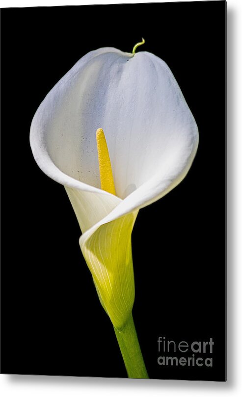 Calla Lily Metal Print featuring the photograph Calla Lily by Kate Brown