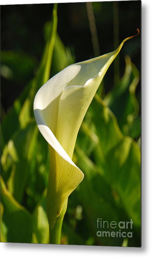 Flower Metal Print featuring the photograph Calla Lily by Mary Carol Story