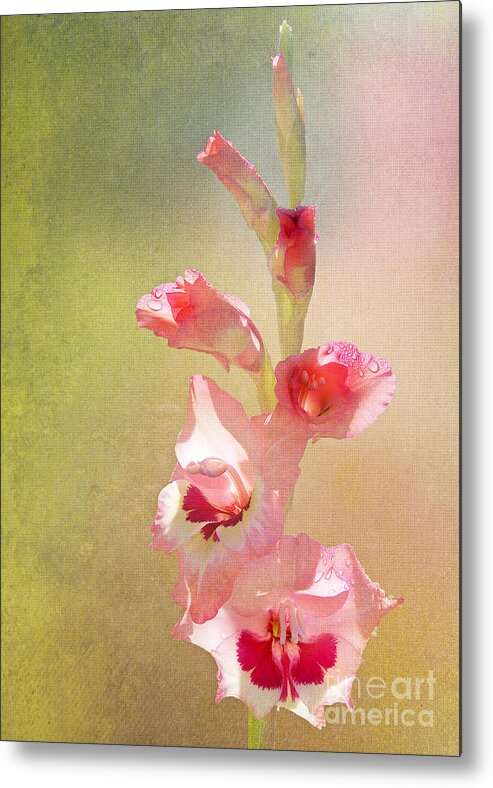 Pink Metal Print featuring the photograph Candy Cane Gladiolas by Kathi Mirto